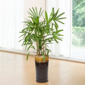 관음죽 대형 판매 상품 사진