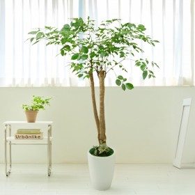 해피트리 대형 판매 상품 사진