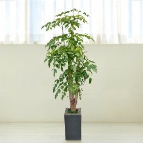 해피트리 특대형 판매 상품 사진