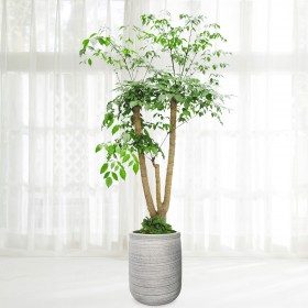 녹보수 대형 판매 상품 사진