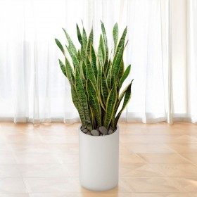 산세베리아 대형 판매 상품 사진