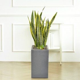 산세베리아 중형 판매 상품 사진