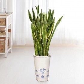 산세베리아 대형 판매 상품 사진