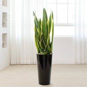 산세베리아 상품 이미지