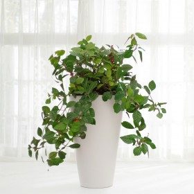 산호수 상품 이미지