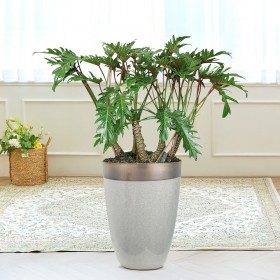 셀렘 중형 판매 상품 사진