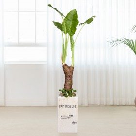 알로카시아 대형 판매 상품 사진