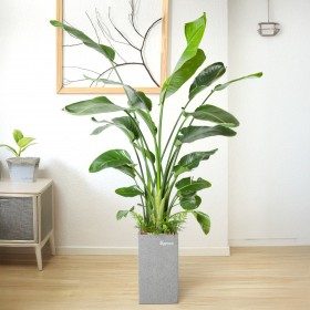 극락조 상품 이미지