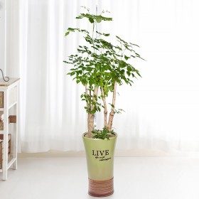 녹보수 상품 이미지