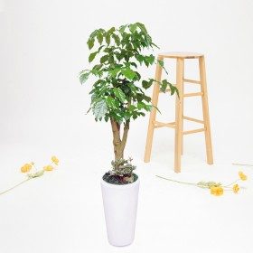 해피트리 상품 이미지