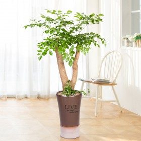 해피트리 특대형 판매 상품 사진
