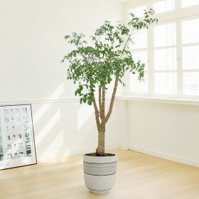 해피트리 대형 판매 상품 사진