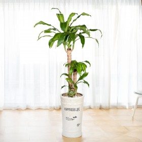 행운목 특대형 판매 상품 사진