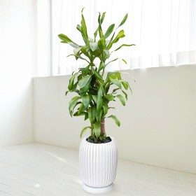 행운목 중형 판매 상품 사진