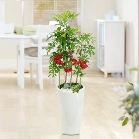 천냥금 상품 이미지