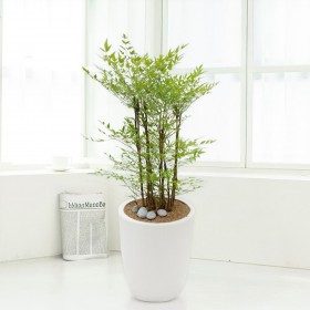 남천 상품 이미지