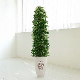 홍콩야자 상품 이미지