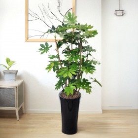 팔손이 상품 이미지