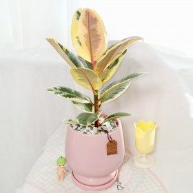 수채화고무나무 상품 이미지