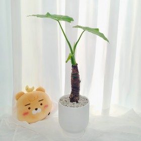 알로카시아 소형 판매 상품 사진