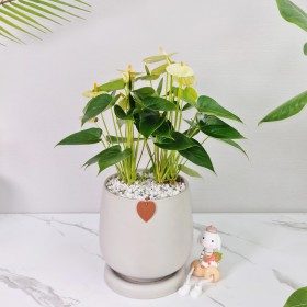 안스리움 탁상용 판매 상품 사진