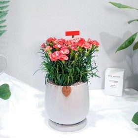 핑크카네이션 화분 판매 상품 사진