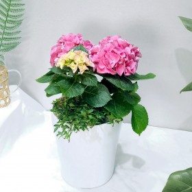 수국 상품 이미지