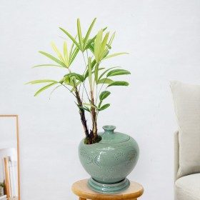 서황금 판매 상품 사진