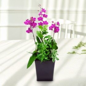 만천홍 판매 상품 사진
