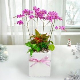 미니호접란 판매 상품 사진