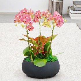 살구향 판매 상품 사진