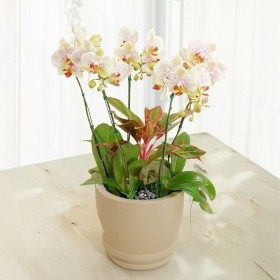 에버스트링라이트 판매 상품 사진