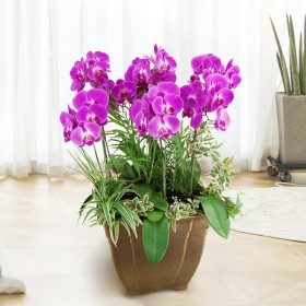 진핑크 호접란 판매 상품 사진