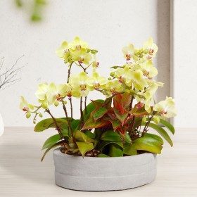 플로선셋 판매 상품 사진
