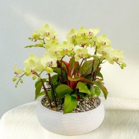 플로선셋 판매 상품 사진